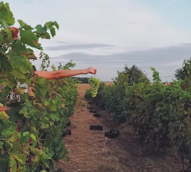 Tokaj wine
