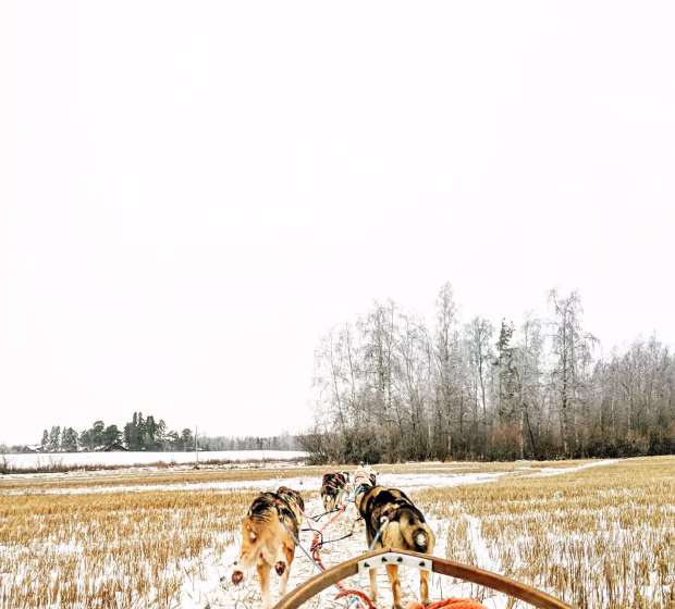 Husky sledding