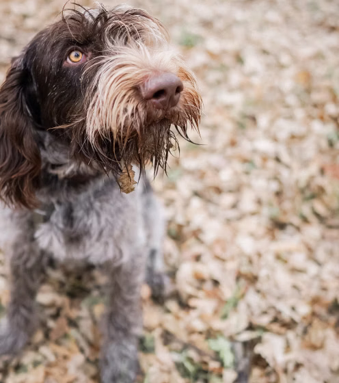 Truffle hunting