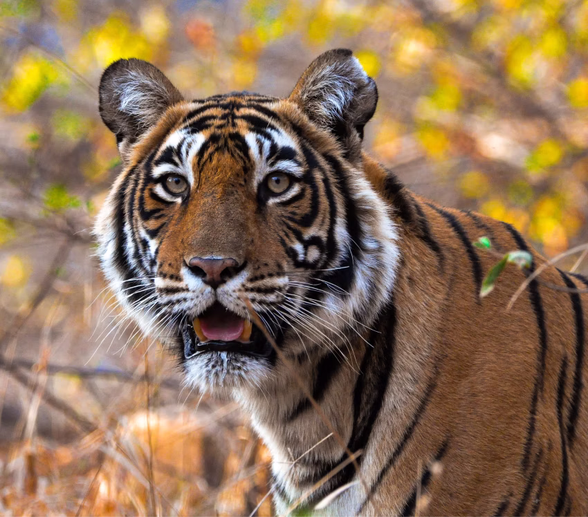 Tigers in Ranthambore